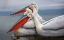 Picture of DALMATIAN PELICANS