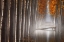 Picture of THE FALLEN IDOL V