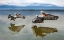 Picture of PELICANS FLYING