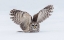 Picture of HOW DO YOU LIKE MY WINGS