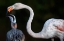 Picture of MOTHER FLAMINGO WITH CHICK