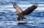 Picture of WHITE-TAILED EAGLE