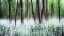 Picture of WILD GARLIC