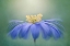 Picture of WINTER WINDFLOWER