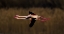 Picture of GREATER FLAMINGO