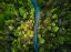 Picture of ROAD IN THE FOREST