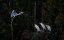 Picture of LEARN TO FLY