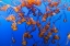Picture of SWARM OF JELLYFISH