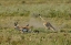 Picture of HUNTING