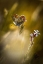 Picture of ARGUS AN LA FLEUR