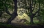 Picture of GUARDIANS OF THE FOREST