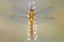 Picture of DRAGONFLY