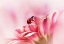 Picture of LADYBIRD ON GERBERA