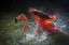 Picture of FIRE ON WATER