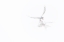 Picture of ARCTIC TERNS