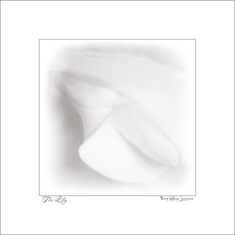 Picture of FRANCE THE LILY