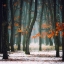 Picture of AUTUMN IN MY SOUL