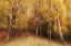 Picture of AUTUMN IMPRESSION