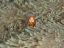 Picture of AMPHIPRION OCELLARIS