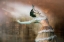 Picture of TO DANCE
