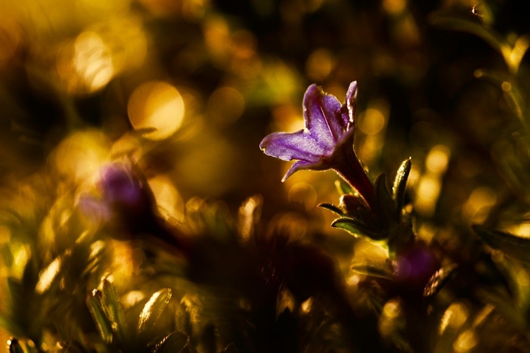 Picture of LA PRIMAVERA