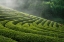 Picture of GREEN TEA FARM