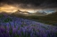 Picture of BLUE MEADOWS