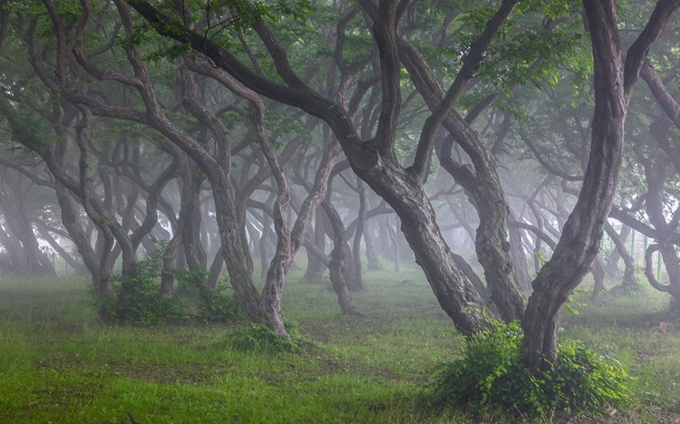 Picture of KOREAN HORNBEAM-1