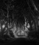 Picture of THE DARK HEDGES