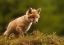 Picture of FOX