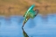 Picture of PINPOINT