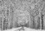 Picture of WINTER MOOD