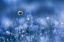 Picture of BATH OF BUBBLES