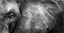 Picture of ELEPHANT FACE
