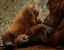 Picture of MOTHERS LOVE