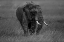 Picture of GRAPHITE