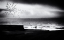 Picture of BIRDS ON THE BEACH