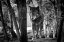 Picture of WALKING WOLVES