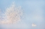 Picture of LOVE STORY IN THE WINTER