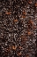Picture of MONARCH BUTTERFLIES DURING HIBERNATION
