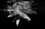 Picture of BLACK AND WHALE FAMILY