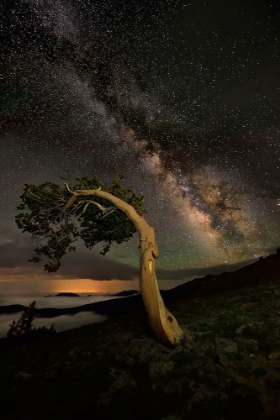 Picture of NIGHT COMPANION