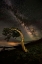 Picture of NIGHT COMPANION