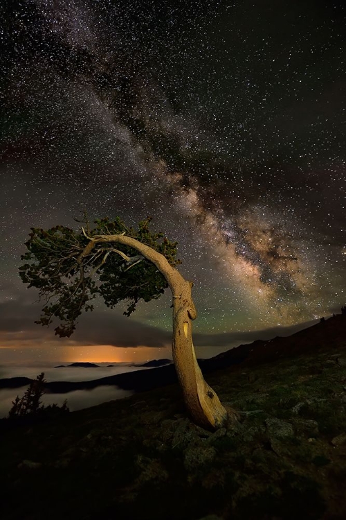 Picture of NIGHT COMPANION