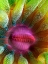 Picture of CUP CORAL PORTRAIT