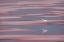 Picture of PINK INTO THE PINK