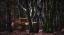 Picture of MYSTICAL SPEULDERFOREST