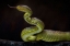 Picture of SCARY GREEN VIPER