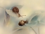 Picture of SNAILS