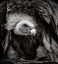 Picture of UNTITLED